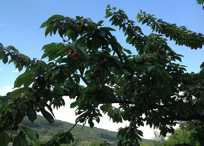 El Mirador De Los Trobos